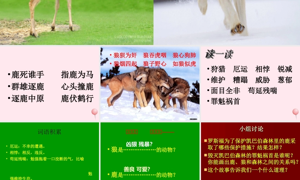 六年级语文上册 第四组 14 鹿和狼的故事课件3 新人教版-新人教版小学六年级上册语文课件