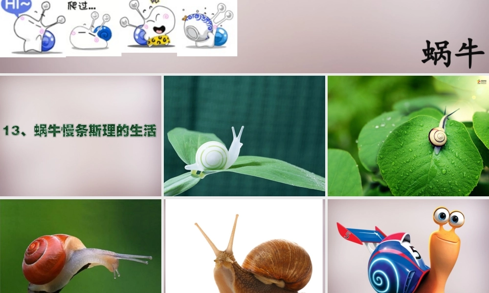 六年级语文上册《蜗牛慢条斯理的生活》课件1 语文A版-语文A版小学六年级上册语文课件
