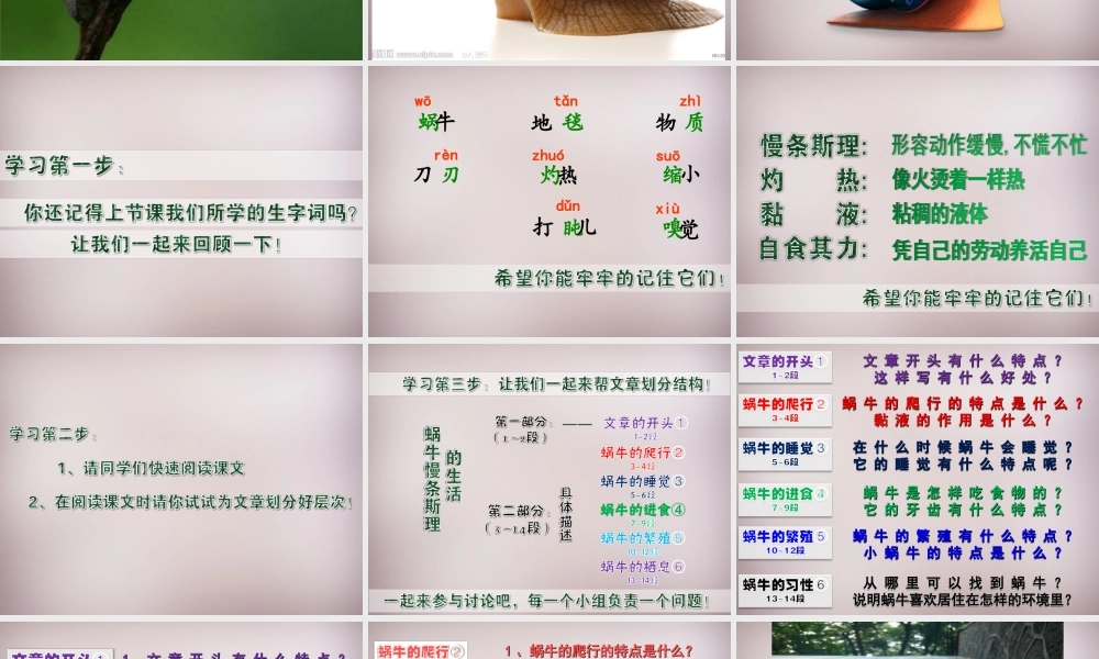 六年级语文上册《蜗牛慢条斯理的生活》课件1 语文A版-语文A版小学六年级上册语文课件