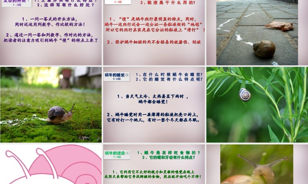 六年级语文上册《蜗牛慢条斯理的生活》课件1 语文A版-语文A版小学六年级上册语文课件