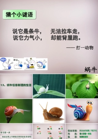 六年级语文上册《蜗牛慢条斯理的生活》课件1 语文A版-语文A版小学六年级上册语文课件