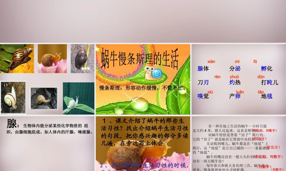 六年级语文上册《蜗牛慢条斯理的生活》课件2 语文A版-语文A版小学六年级上册语文课件