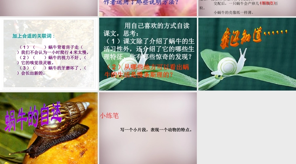 六年级语文上册《蜗牛慢条斯理的生活》课件2 语文A版-语文A版小学六年级上册语文课件