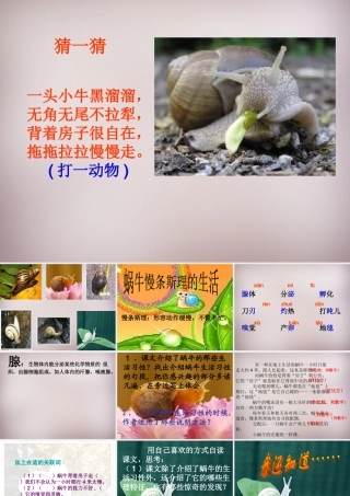 六年级语文上册《蜗牛慢条斯理的生活》课件2 语文A版-语文A版小学六年级上册语文课件