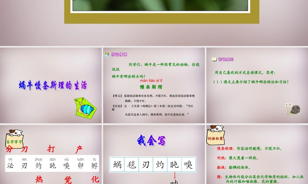 六年级语文上册《蜗牛慢条斯理的生活》课件3 语文A版-语文A版小学六年级上册语文课件