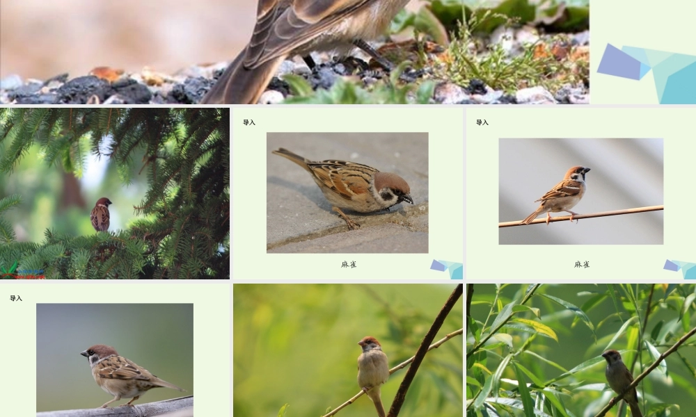 六年级语文上册 隔窗看雀课件1 湘教版-湘教版小学六年级上册语文课件