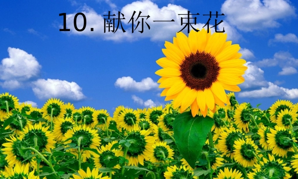 六年级语文上册《献你一束花》课件1 语文A版-语文A版小学六年级上册语文课件