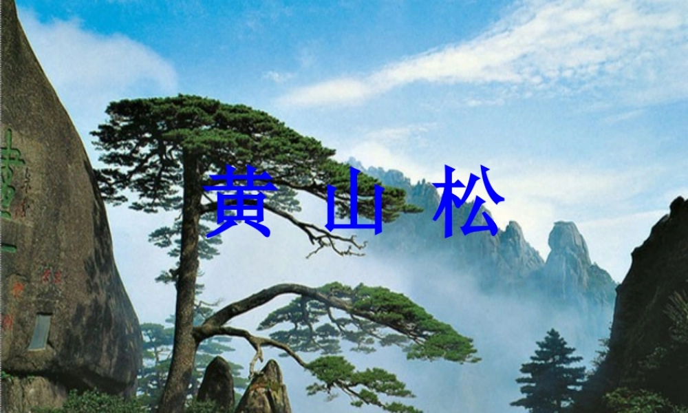 六年级语文上册 黄山松课件1 湘教版-湘教版小学六年级上册语文课件