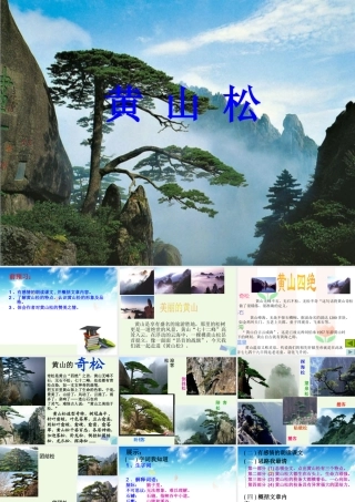 六年级语文上册 黄山松课件1 湘教版-湘教版小学六年级上册语文课件