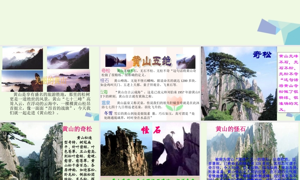 六年级语文上册 黄山松课件2 湘教版-湘教版小学六年级上册语文课件