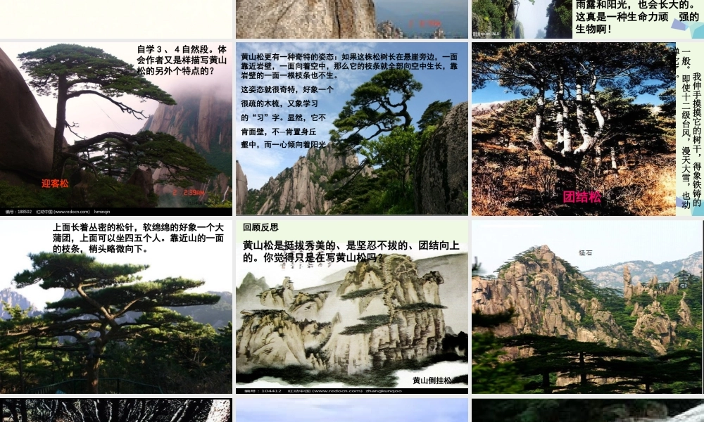 六年级语文上册 黄山松课件3 湘教版-湘教版小学六年级上册语文课件