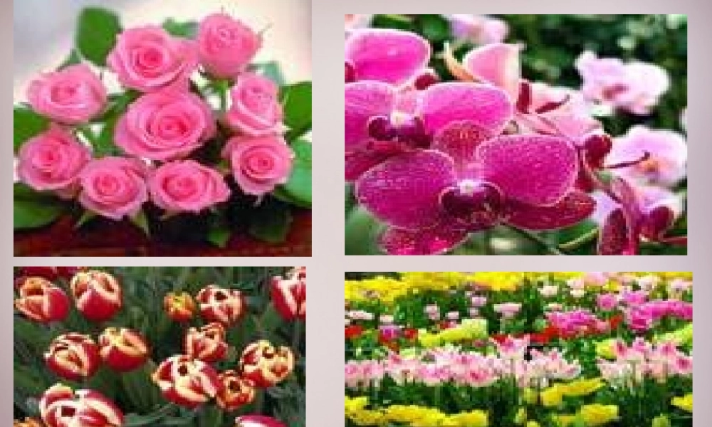 六年级语文上册《献你一束花》课件4 语文A版-语文A版小学六年级上册语文课件