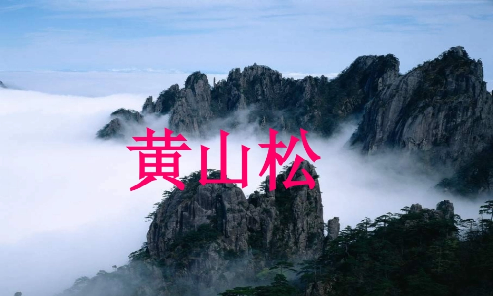 六年级语文上册 黄山松课件4 湘教版-湘教版小学六年级上册语文课件