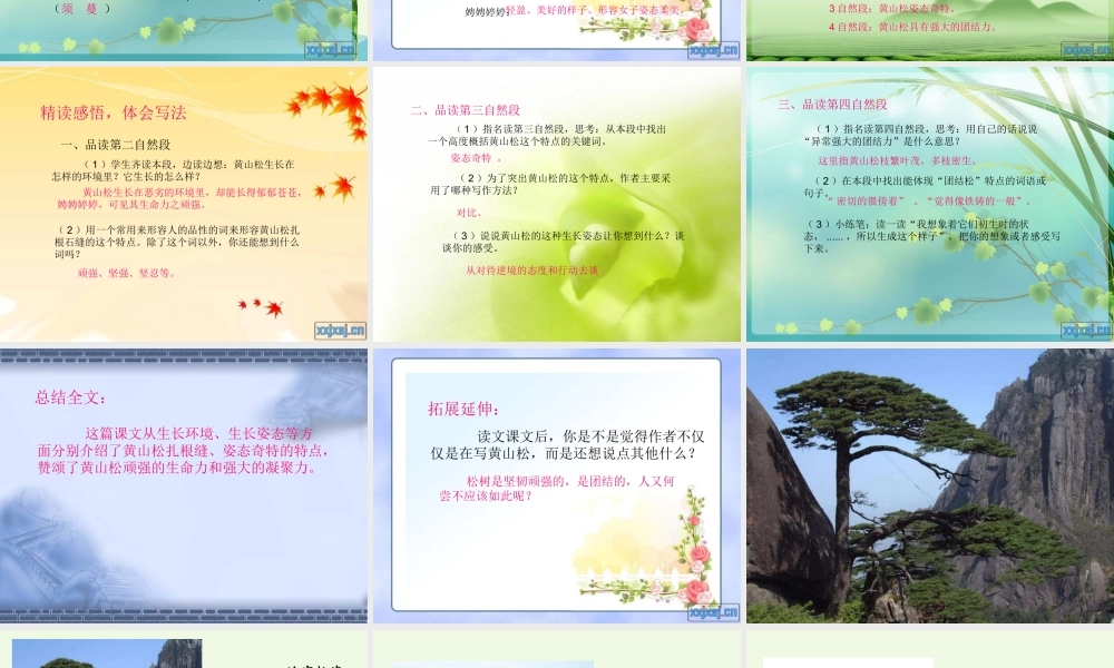 六年级语文上册 黄山松课件4 湘教版-湘教版小学六年级上册语文课件