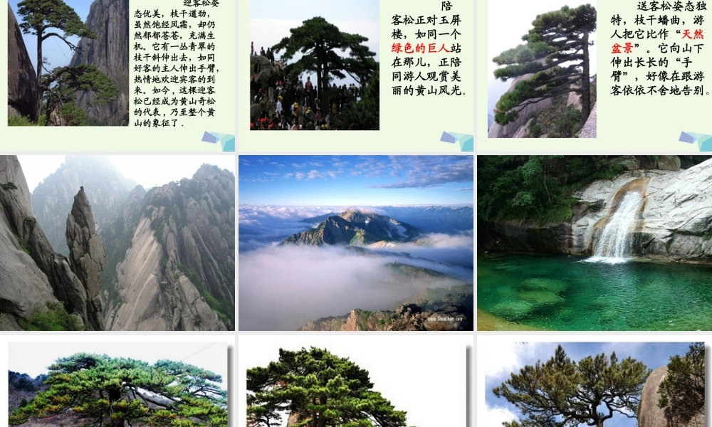 六年级语文上册 黄山松课件4 湘教版-湘教版小学六年级上册语文课件