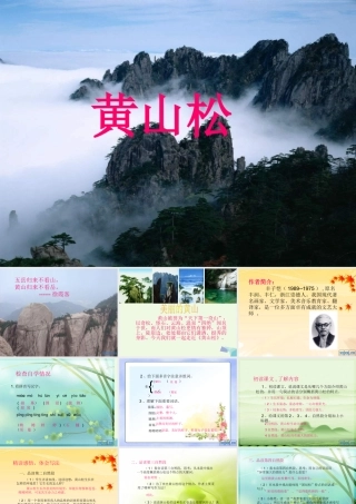 六年级语文上册 黄山松课件4 湘教版-湘教版小学六年级上册语文课件