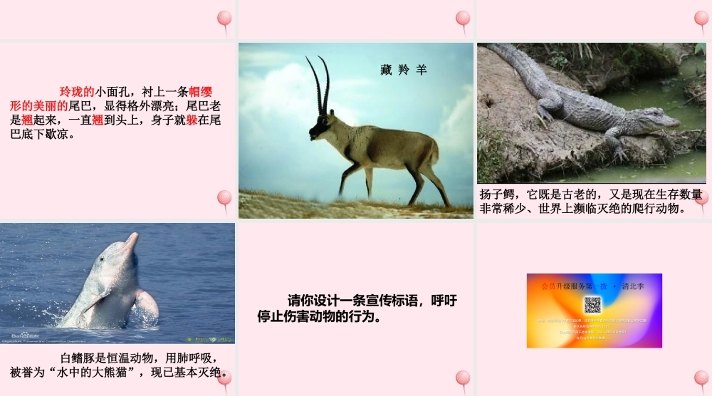 六年级语文上册《向你介绍我的动物朋友》课件 沪教版-沪教版小学六年级上册语文课件