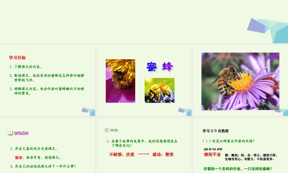 六年级语文上册 蜜蜂课件1 湘教版-湘教版小学六年级上册语文课件