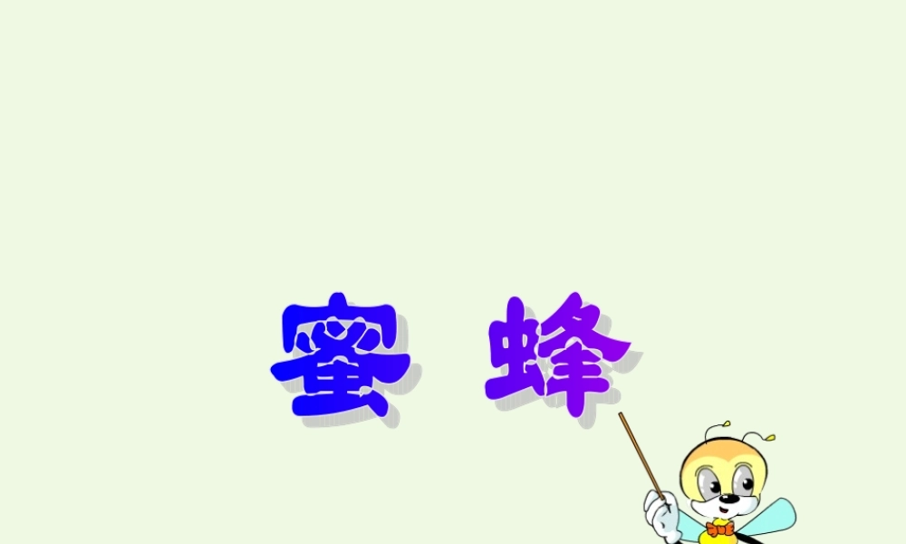 六年级语文上册 蜜蜂课件2 湘教版-湘教版小学六年级上册语文课件