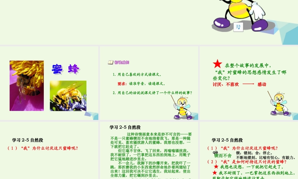 六年级语文上册 蜜蜂课件2 湘教版-湘教版小学六年级上册语文课件