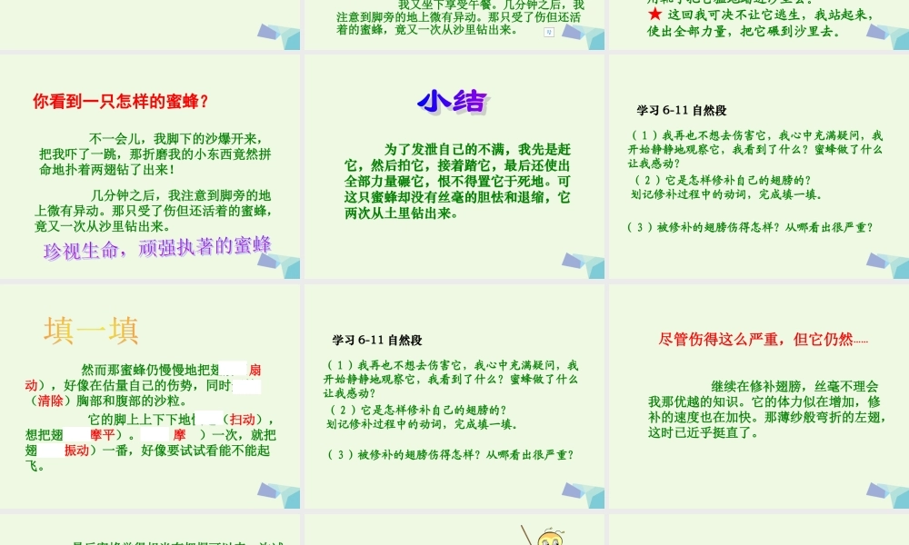 六年级语文上册 蜜蜂课件2 湘教版-湘教版小学六年级上册语文课件