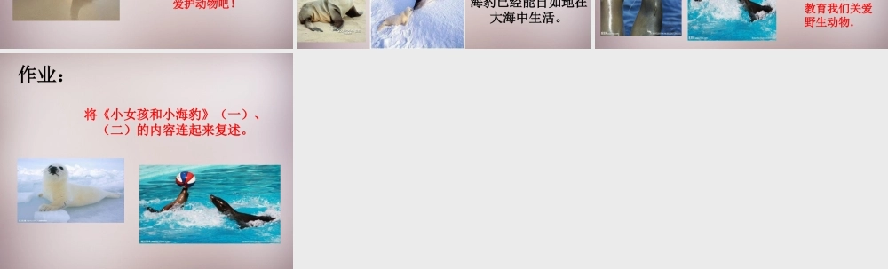 六年级语文上册《小女孩儿和小海豹（二）》课件1 语文A版-语文A版小学六年级上册语文课件