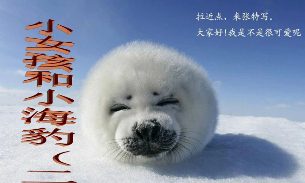 六年级语文上册《小女孩儿和小海豹（二）》课件2 语文A版-语文A版小学六年级上册语文课件