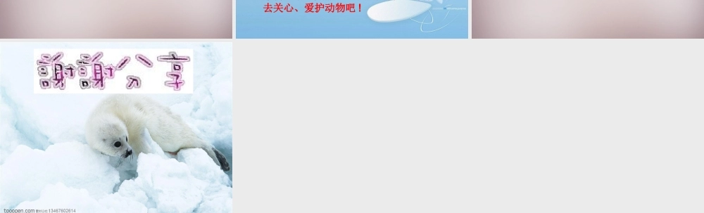 六年级语文上册《小女孩儿和小海豹（二）》课件2 语文A版-语文A版小学六年级上册语文课件