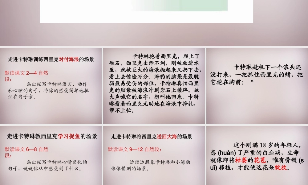 六年级语文上册《小女孩儿和小海豹（一）》课件 语文A版-语文A版小学六年级上册语文课件