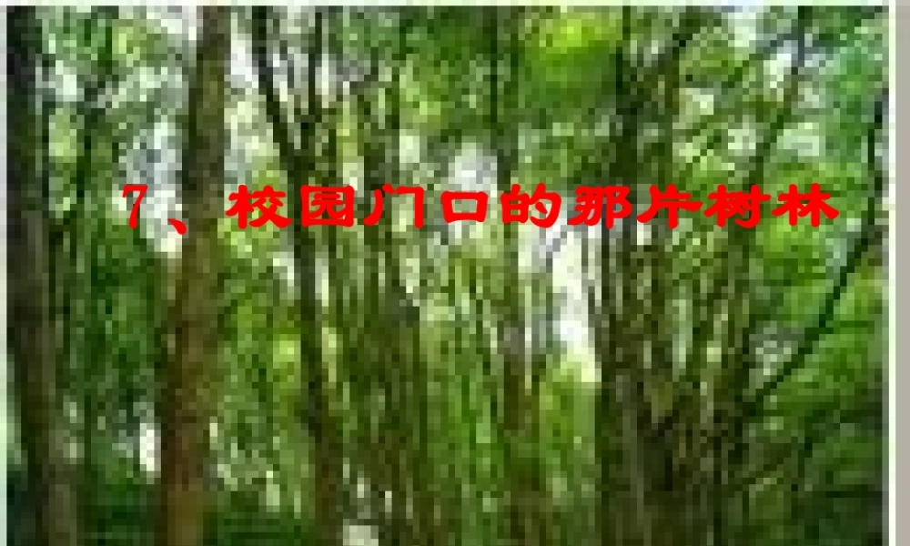 六年级语文上册《校园门口的那片树林》课件3 语文A版-语文A版小学六年级上册语文课件