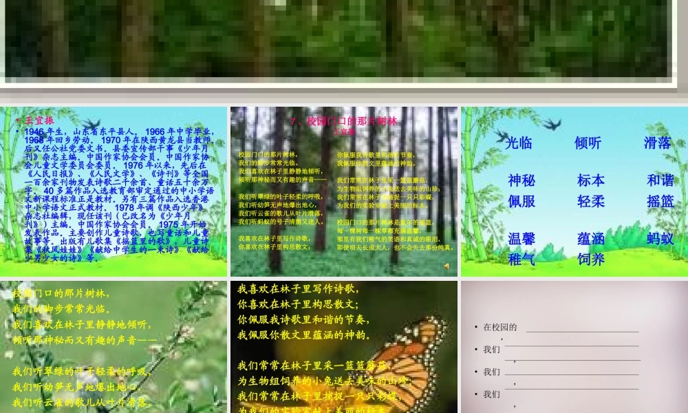 六年级语文上册《校园门口的那片树林》课件3 语文A版-语文A版小学六年级上册语文课件