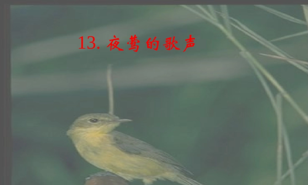 六年级语文上册《夜莺的歌声》课件3 长春版-长春版小学六年级上册语文课件