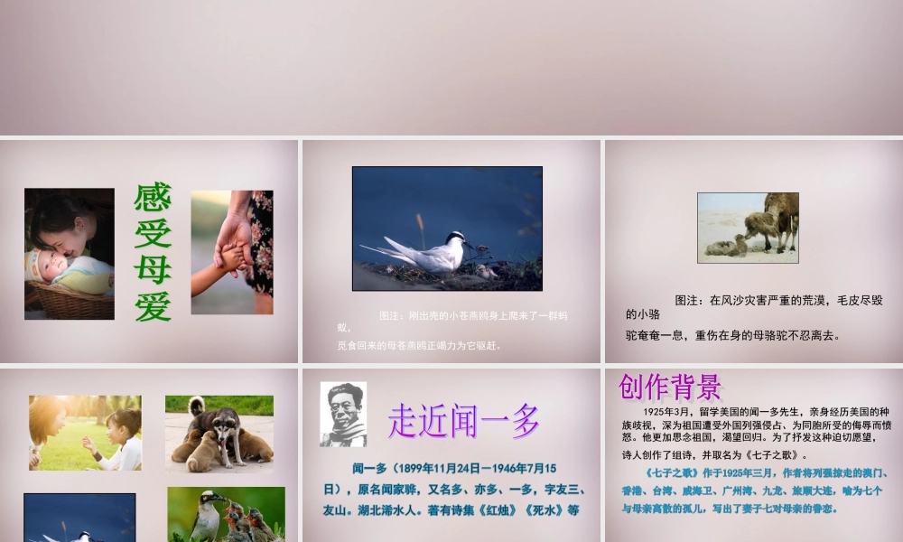 六年级语文上册《七子之歌（节选）》课件5 语文A版-语文A版小学六年级上册语文课件