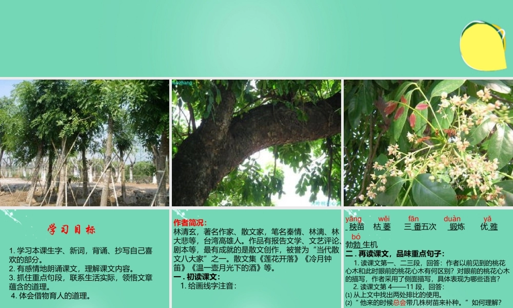 六年级语文下册 3《桃花木心》课件 新人教版-新人教版小学六年级下册语文课件