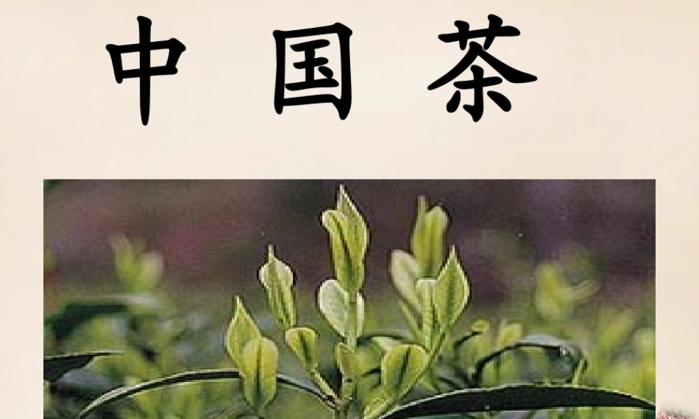 六年级语文上册《中国茶》课件 长春版-长春版小学六年级上册语文课件