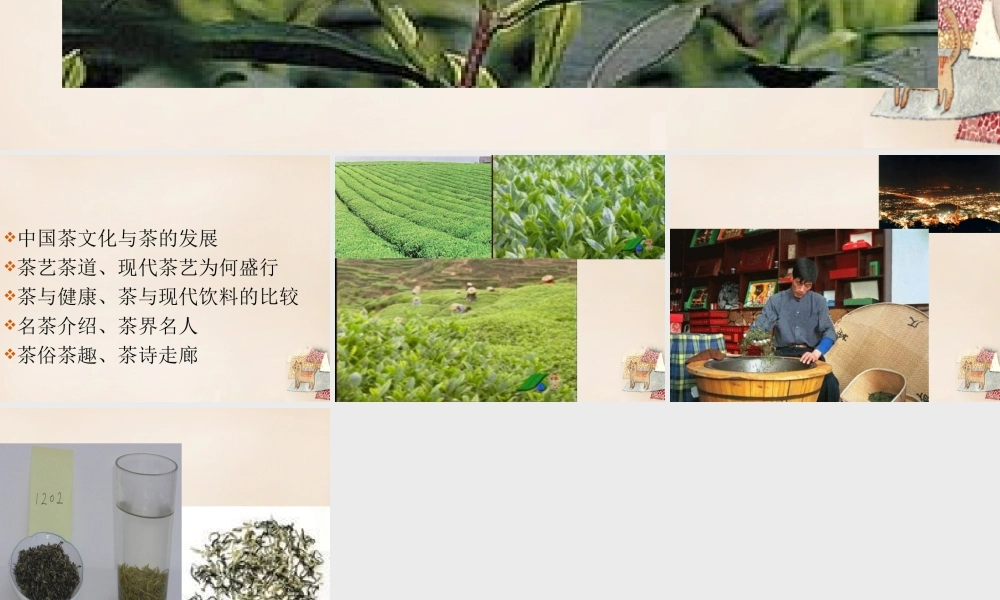 六年级语文上册《中国茶》课件 长春版-长春版小学六年级上册语文课件