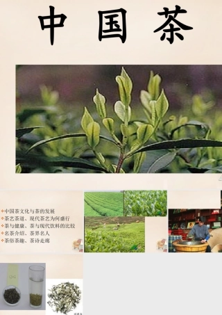 六年级语文上册《中国茶》课件 长春版-长春版小学六年级上册语文课件