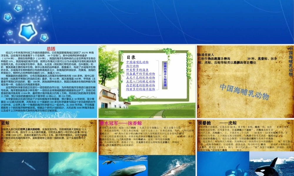 海洋生物课件