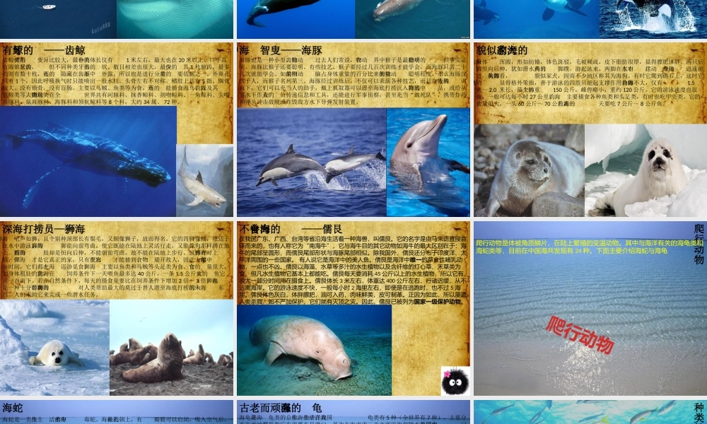 海洋生物课件
