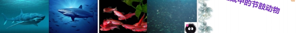 海洋生物课件