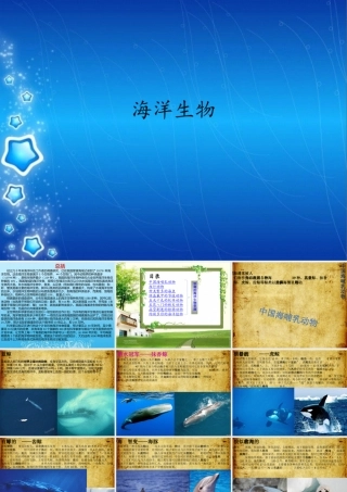 海洋生物课件