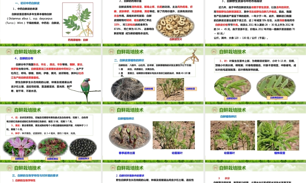 中草药栽培技术白鲜皮栽培技术白鲜栽培技术