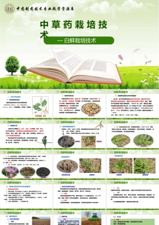 中草药栽培技术白鲜皮栽培技术白鲜栽培技术