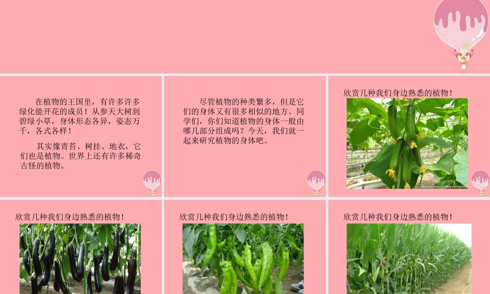 四年级科学上册 1.1 植物的身体课件1 湘教版-湘教版小学四年级上册自然科学课件