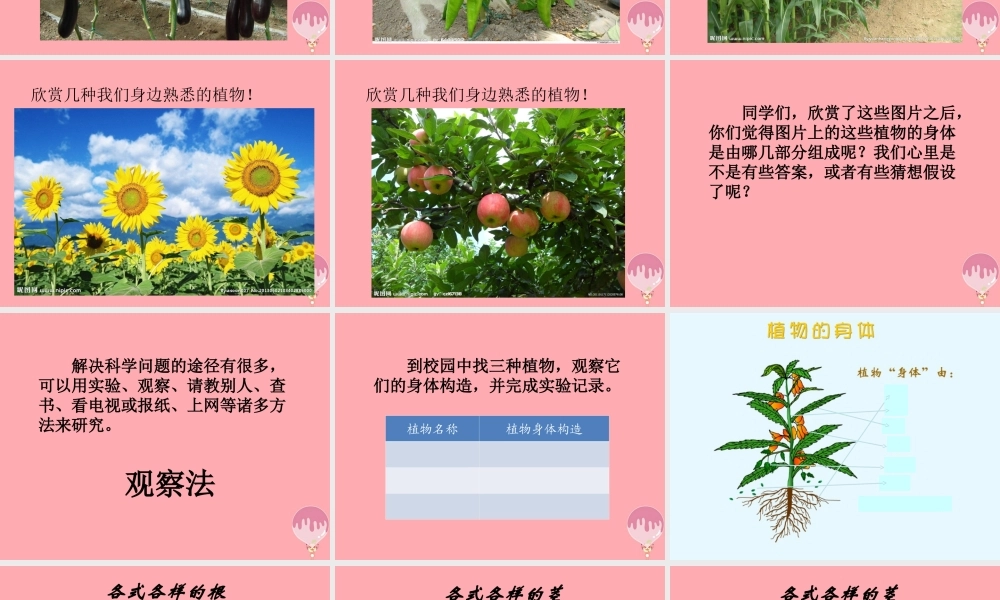 四年级科学上册 1.1 植物的身体课件1 湘教版-湘教版小学四年级上册自然科学课件
