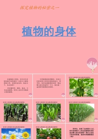 四年级科学上册 1.1 植物的身体课件1 湘教版-湘教版小学四年级上册自然科学课件