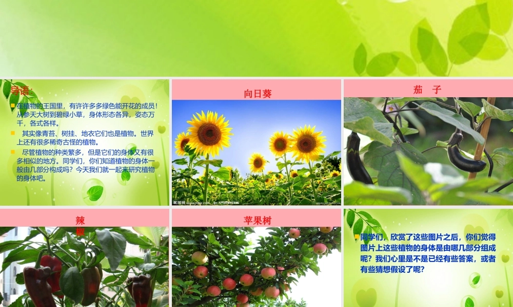 四年级科学上册 1.1 植物的身体课件2 湘教版-湘教版小学四年级上册自然科学课件