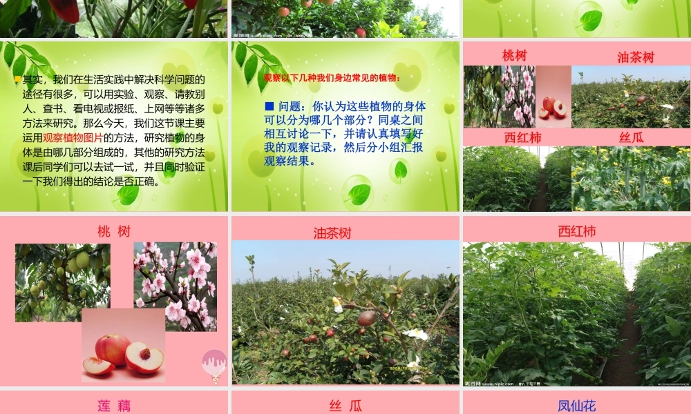 四年级科学上册 1.1 植物的身体课件2 湘教版-湘教版小学四年级上册自然科学课件