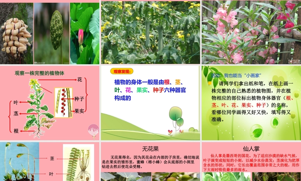 四年级科学上册 1.1 植物的身体课件2 湘教版-湘教版小学四年级上册自然科学课件