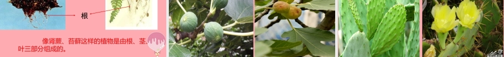 四年级科学上册 1.1 植物的身体课件2 湘教版-湘教版小学四年级上册自然科学课件